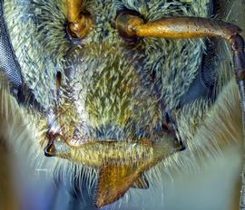   Apis nigrocincta  female clypeus, photo: A.H. Smith-Pardo 
